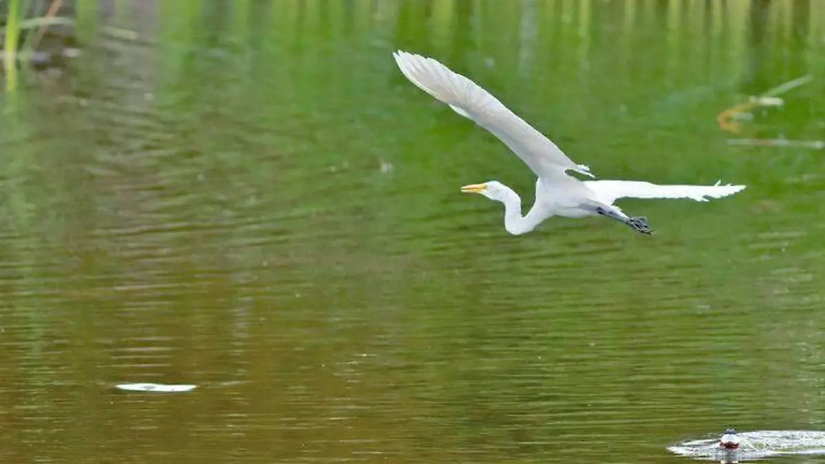 Bosque de Aragón, un oasis para las aves al norte de la capital